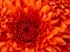 Loretta1122